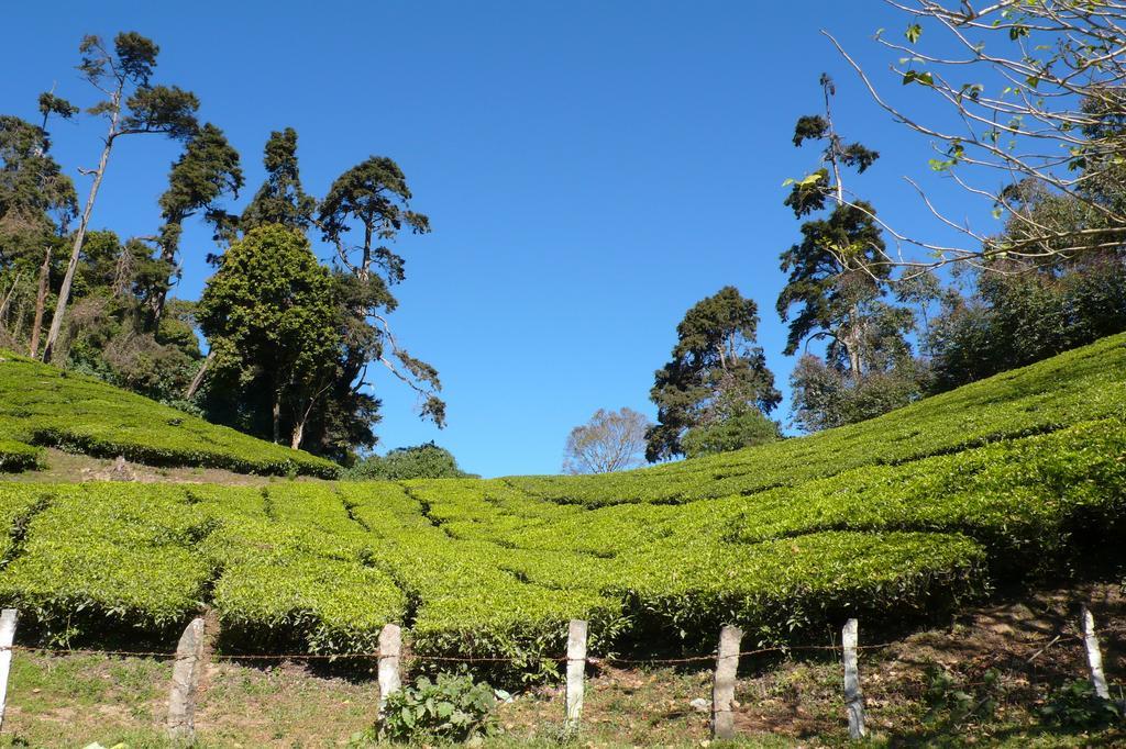 Green Magic Home Munnar Esterno foto